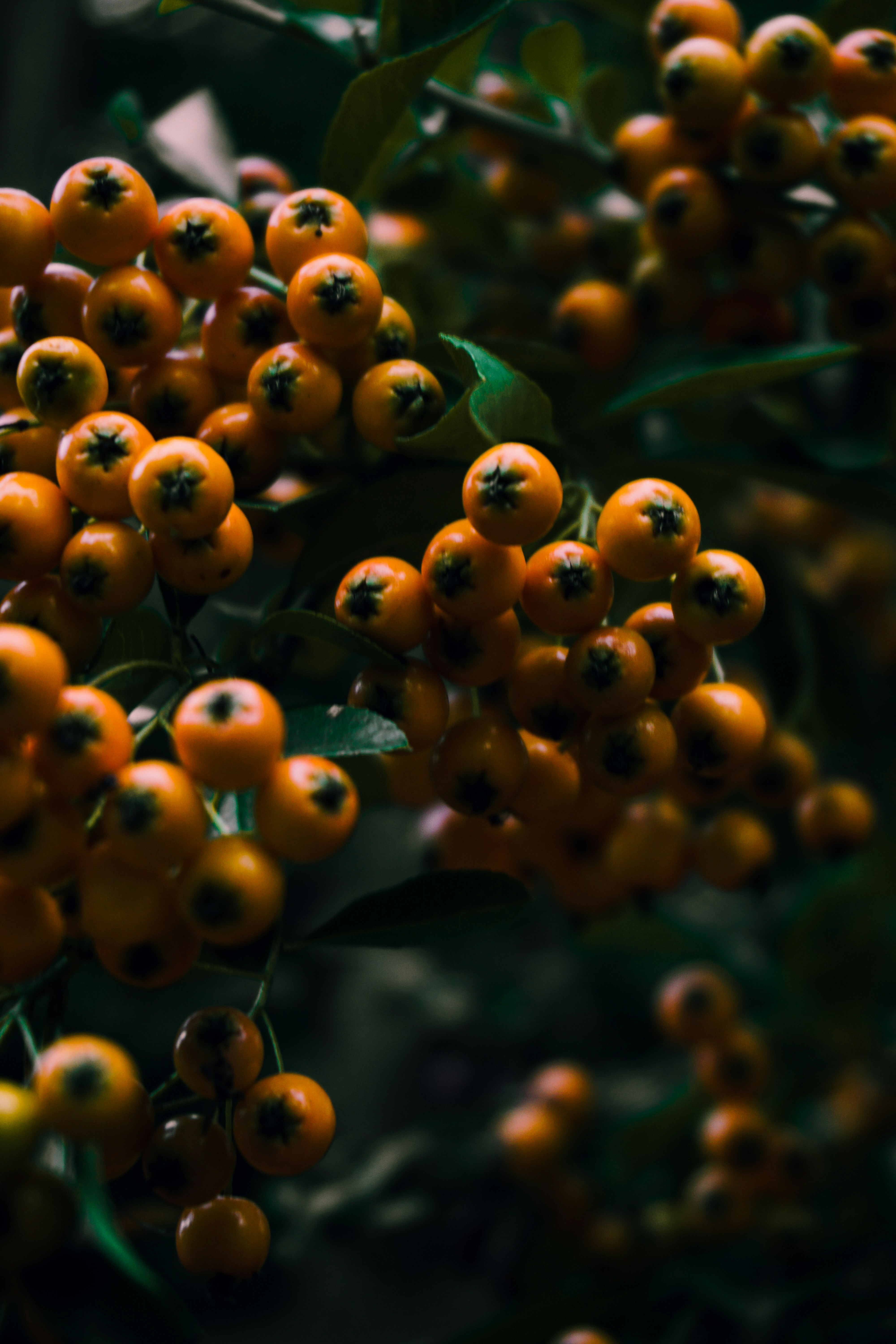 brown round fruits in close up photography